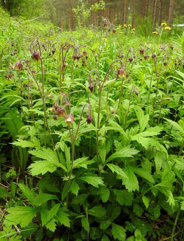 Geum rivale - ojakellukka on monivuotinen, lehtiruusukkeellinen, yksi- tai monivartinen ja pysty ruoho, joka on tavallisesti noin 25-50 cm korkea. EH, Hämeenlinna, Loimalahti, Kuokkamaa, Ali-Raakkulantieltä Sammontien päähän vievän kevyenliikenteenväylän ja metsikön laita, 4.6.2019. Copyright Hannu Kämäräinen.