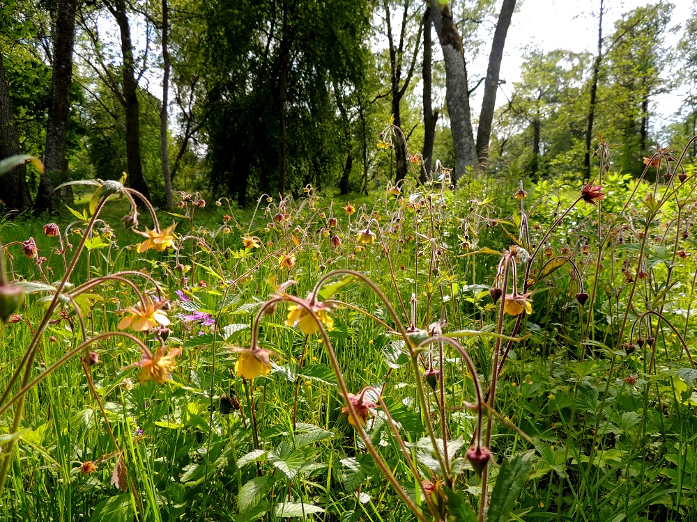 Geum rivale x urbanum - oja- ja kyläkellukan risteymää tavataan yleisimmin Ahvenanmaan, Varsinais-Suomen ja Uudenmaan eliömaakunnissa, jotka ovat myös kyläkellukan runsainta esiintymisaluetta. Kasvupaikkoina ovat lähinnä multavat lehti- ja sekametsät, metsänreunat, rannat ja rantapensaikot, pientareet ja kulku-urien laiteet. Toisinaan risteymä voi levittäytyä laajaksikin kasvustoksi. Tämä tuskin onnistuisi ilman itämiskykyisiä pähkylöitä. A, Maarianhamina, Österhamn, Tullarnsäng, luonnonsuojelualue, Lilla holmen -saaren länsipuolisen pikkulahdelman rantametsikkö, 9.6.2014. Ellei toisin mainita, kuvat ovat tältä samalta kasvupaikalta. Copyright Hannu Kämäräinen.