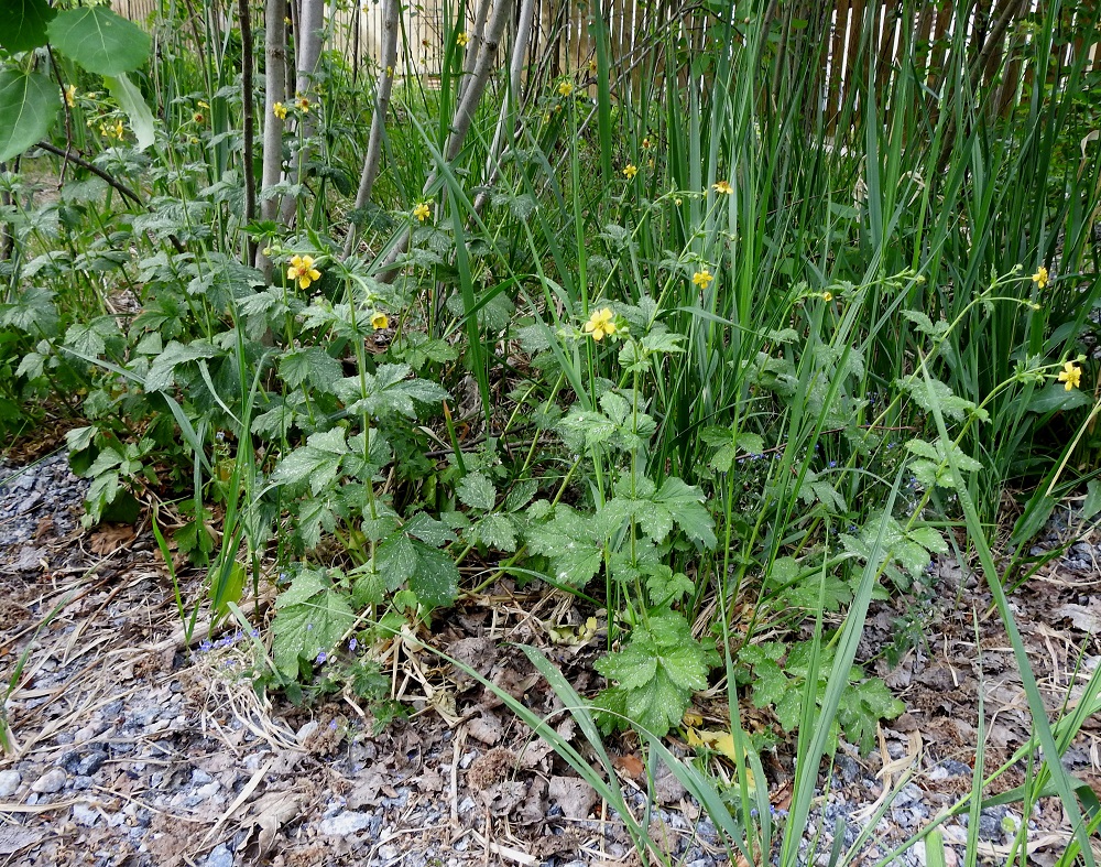 Geum urbanum - kyläkellukka on alkuperäinen laji Suomessa, ja sitä tavataan yleisenä eteläisimmässä osassa maata. Harvinaisena tai harvinaisehkona se kasvaa muuallakin Etelä- ja Keski-Suomessa. Kasvupaikkoina ovat lähinnä lehdot, multavat lehti- ja sekametsät, metsänreunat, rantapensaikot, kaikenlaiset pientareet, kulku-urien laiteet, puistot ja puutarhat. Kyläkellukka on suomalaisen ja tieteellisen lajinimensä mukaisesti ihmisen läheisyydessä, kylien ja kaupunkien liepeillä, viihtyvä laji. Täysin luonnonympäristössäkin olevasta kasvupaikasta ei ole yleensä pitkä matka lähimpään asutukseen. U, Vantaa, Rajakylä, Pallotieltä luoteeseen lähtevä eteläisempi kävelytie kohti Vantaan ja Helsingin rajalla olevaa kallioaluetta, uran laitaruohikko, 31.5.2024. Copyright Hannu Kämäräinen.