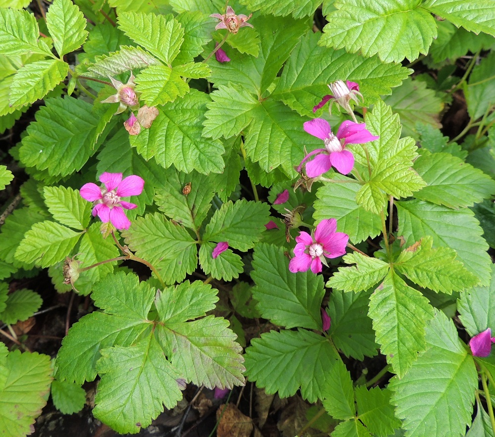 Rubus arcticus - mesimarja on monivuotinen, pysty ja tavallisesti noin 10-25 cm korkea ruoho, joka muodostaa usein tiheitä kasvustolaikkuja. Kn, Kajaani, Vuolijoki, kirkonkylän itäpuoli, Kajaanin maantien (tie 879) varsi Otanmäen tienhaaran itäpuolella, 11.7.2015. Copyright Hannu Kämäräinen.