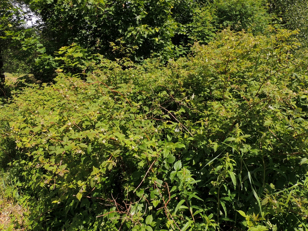 Rubus idaeus - (puna)vadelma on juurivesoja muodostava pensas, jonka varret ovat kaksivuotiset, pystyt tai kaarevat ja tavallisesti noin 100-200 cm pitkät. Juuristo on vaakatasossa laajasti suikertava ja haarova muodostaen laajojakin kasvullisesti syntyviä, tiheitä pensaikkoja. EH, Hämeenlinna, Ahvenisto, Ahvenistontien ja Liivuorentien kulmauksessa olevan niityn laita harjun tyvimetsikön rajassa, 11.6.2016. Copyright Hannu Kämäräinen.