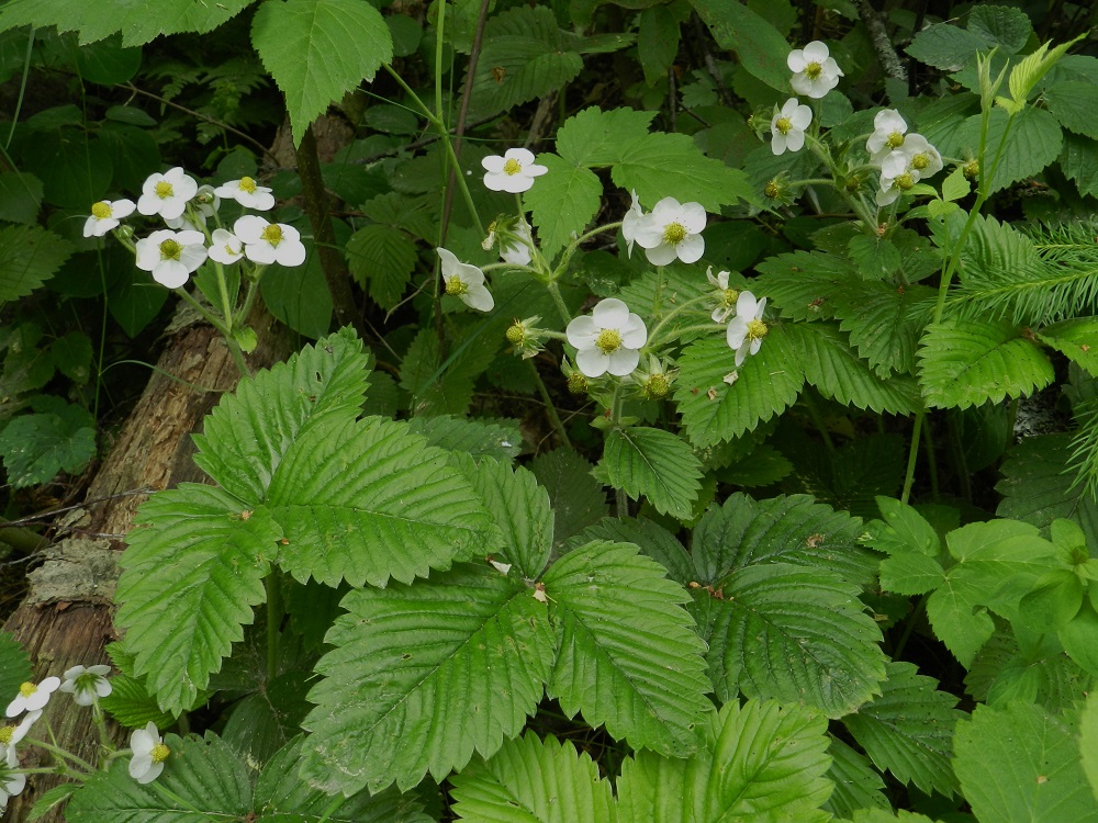 Fragaria moschata - ukkomansikka on monivuotinen, ruusukelehtinen, yleisimmin yksivartinen ja pysty ruoho, joka on tavallisesti noin 20-35 cm korkea. EH, Hämeenlinna, Luhtiala, Aulangon-Heikkilän tien varsi Aulangonjärven pohjoispään kohdalla, tieltä nouseva metsikkörinne, 23.6.2012. Copyright Hannu Kämäräinen.