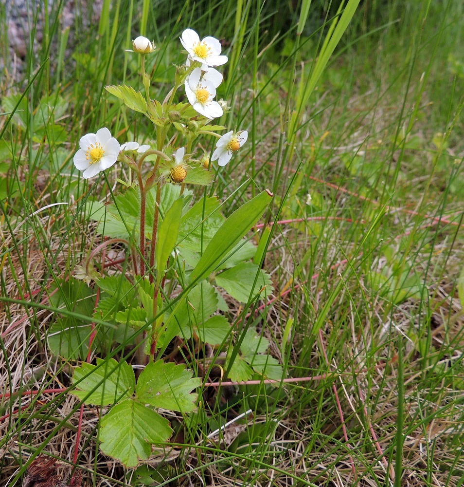 Fragaria vesca - ahomansikka on yksi- tai monivartinen ja pysty sekä tavallisesti noin 5-20(-30) cm korkea. Juurakosta nousee kukkavarsien ja lehtien lisäksi puna- tai vihreäsävyisiä pintarönsyjä, joiden lehtiruusukkeet juurehtivat. Rönsyt voivat olla jopa parimetrisiä. Varret ovat latvan kukinto-osastaan usein haarovat ja vihreät, kellanvihreät tai punertavat. Haarovissa kukintovarsissa on alimman haaromiskohdan tyvellä tukilehti, jossa on yhdestä kolmeen lehdykkää, Ne ovat ruusukelehtien lehdyköiden kaltaiset mutta pienemmät. Kukkaperä on useimmiten noin 10-20 mm pitkä. EH, Hämeenlinna, Loimalahti, Hirsimäki, omakotialue, Näsiäntien varren ketomainen pihamaakaista, 4.6.2015. Copyright Hannu Kämäräinen.