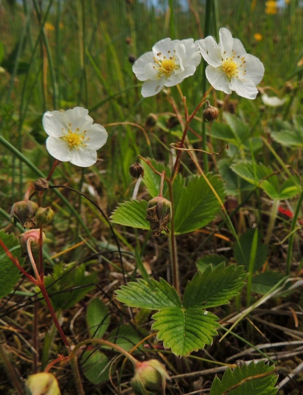 Fragaria viridis - karvamansikka on tavallisesti noin 5-20 cm korkea. Juurakosta nousee kukkavarsien ja lehtien lisäksi pintarönsyjä, joiden lehtiruusukkeet juurehtivat. Kuvassa olevat rönsyt ovat edellisvuotisia ja jo ruskeiksi kuivuneita. Varret ovat latvan kukinto-osastaan haarovat, vihreät tai ruskea- ja punasävyiset sekä yleensä sivulle siirottaen karvaiset. 11.6.2014. Copyright Hannu Kämäräinen.