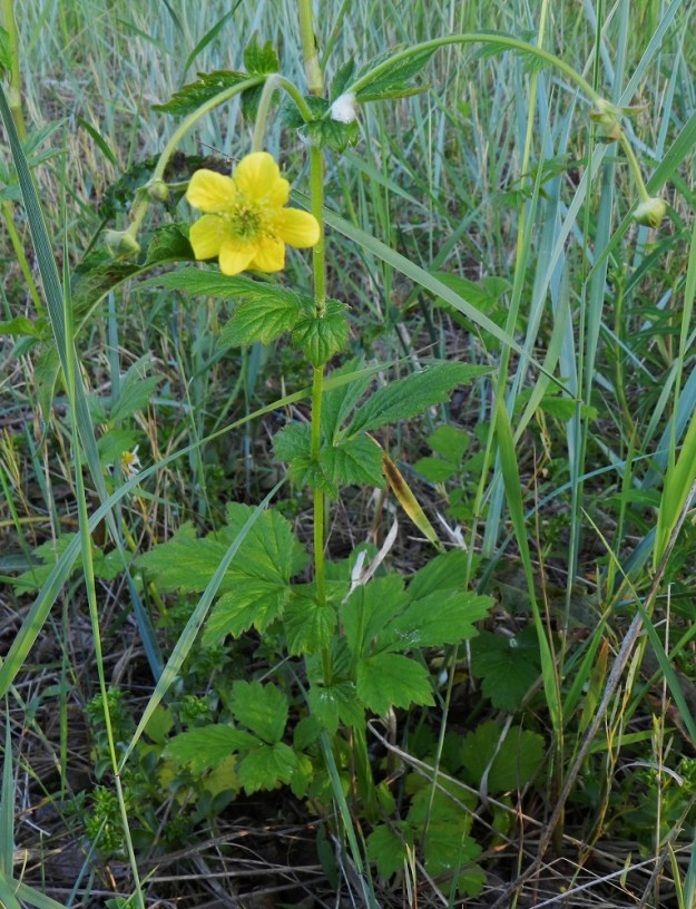 Geum rivale x urbanum - oja- ja kyläkellukan risteymä on monivuotinen, pysty ruoho, joka on tavallisesti noin 30-70 cm korkea. Risteymä esiintyy tavallisimmin yksittäin tai muutaman varren ryhmänä. Kukassa on useimmiten viisi terälehteä. Kuitenkin risteymällä, kuten kantalajeillakin, esiintyy joskus poikkeavuutta, jossa osa heteistä muuntuu terälehdiksi. Tällöin terälehtien määrä voi nousta paljon kuvan kukkaa suuremmaksikin. U, Hanko, Täktom, Långören, niemeen johtavan kapean hiekkakannaksen eteläpuoli, niemen koillislaita Kattrumpan-merenlahden rannalla, 18.6.2012. Copyright Hannu Kämäräinen.