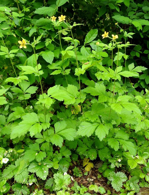 Geum urbanum - kyläkellukka on monivuotinen, lehtiruusukkeellinen, yksi- tai monivartinen ja pysty ruoho, joka on tavallisesti noin 30-70 cm korkea. Varret ovat haarattomat tai yläosastaan haarovat ja vihreät. Kukinto on varsien ja sen haarojen latvassa lähes viuhkomaisesti. Kukintohaarat ovat lehtihankaiset. A, Finström, Bastö, koilliskulma, Ekudden, tammi- ja saarnivaltainen niemi, 10.6.2024. Copyright Hannu Kämäräinen.
