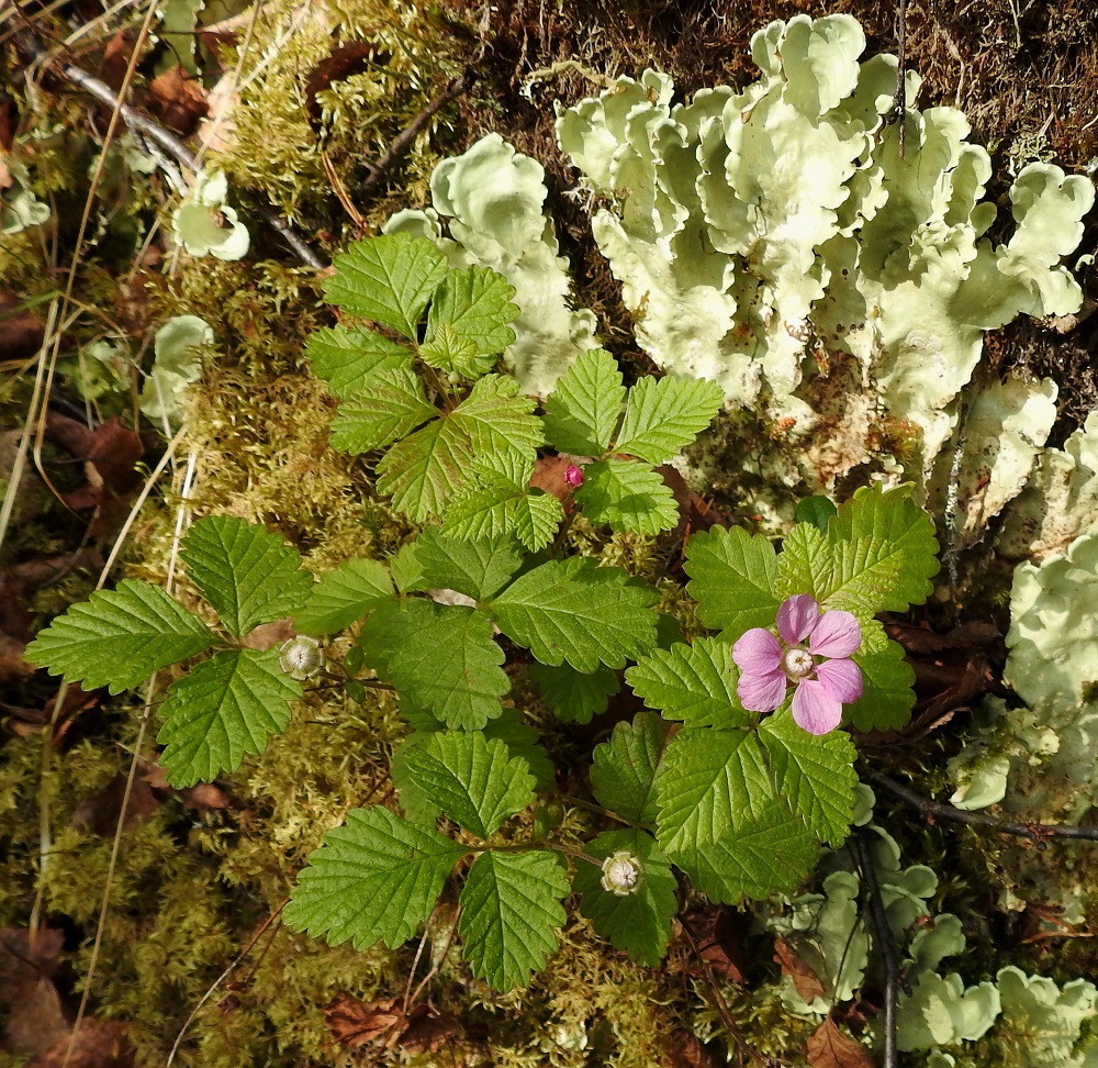 Rubus arcticus - mesimarja on kukkiessaan helppo tunnistaa. Varret ovat usein yksikukkaiset. Kuvassa seuralaisena ilmeisesti jokin nahkajäkälä, Peltigera. Ks, Kuusamo, Oulangan kansallispuisto, Kitkanniemi, Ahvenperänvaaran jyrkät rinteet Kitkajoen yläpuolella, sammalpeitteinen kivilouhikko, 11.7.2019. Copyright Hannu Kämäräinen.