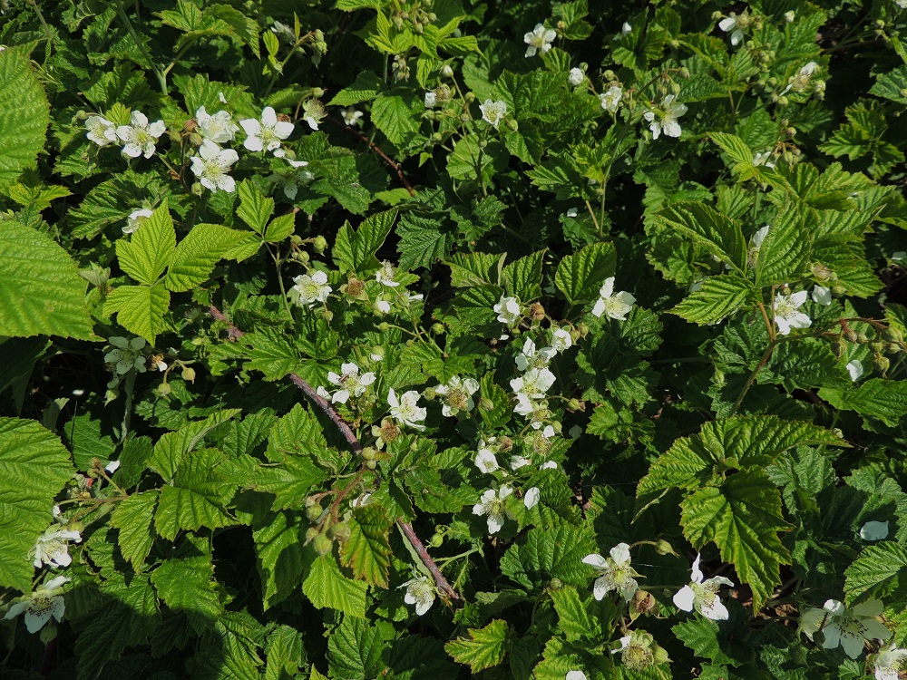 Rubus caesius - sinivatukan varsien toisena ja viimeisenä elinvuotena niihin kasvaa lyhyehköjä sivuhaaroja, joihin kukinnot kehittyvät. Samalla ainakin varsien alaosa yleensä muuttuu punaruskeakuoriseksi. Laji on alkuperäinen Suomessa vain Ahvenanmaalla, jossa se on yleinen. Sinivatukkaa käytetään joskus myös marjakasvina, ja sitä esiintyy harvinaisena tulokkaana tai viljelykarkulaisena Varsinais-Suomen ja Uudenmaan eliömaakunnissa sekä aivan yksittäishavaintoina muuallakin. A, Lemland, Styrsön ja Maarianhaminan rajan välinen pikkusaarten ryhmä, Tunngrund, jonka Järsön maantie ylittää, rantapensaikon laita, 9.6.2014. Copyright Hannu Kämäräinen.