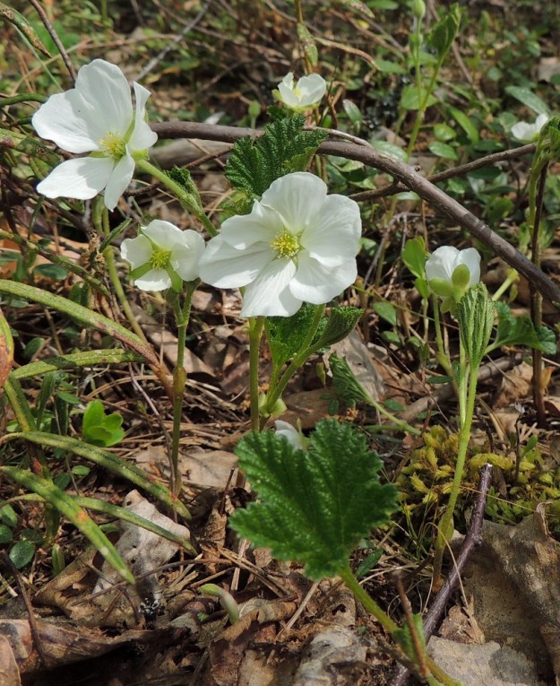 Rubus chamaemorus - muurain on kaksikotinen laji eli sen hede- ja emikukat ovat eri yksilöissä. Kuvassa olevat varret ovat emikukkaisia ja suurella todennäköisyydellä nousseet saman yksilön maavarresta. Kukassa on useimmiten viisi terä- ja verholehteä, mutta toisinaan määrä voi vaihdella, kuten kuvassa, samassakin yksilössä neljästä kuuteen. 25.5.2014.Copyright Hannu Kämäräinen.