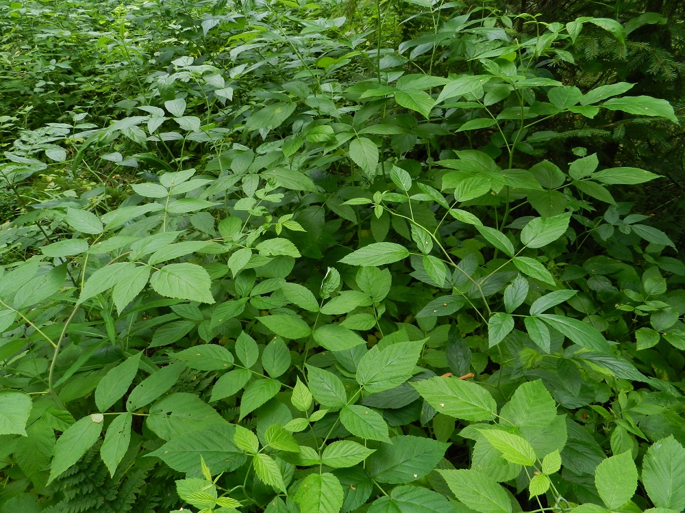 Rubus idaeus - (puna)vadelman ensimmäisen vuoden varret ovat alas asti vihreät, haarattomat ja isolehtiset. Kukinnot kehittyvät varsiin vasta toisena elinvuotena. EH, Hämeenlinna, Majalahti, Hirsimäki, Näsiäntien ja maakaasulinjan välinen sekametsä, 22.7.2011. Copyright Hannu Kämäräinen.