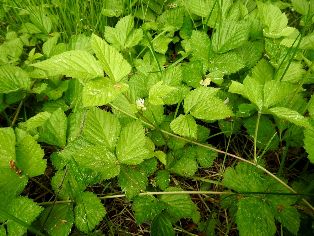 Rubus saxatilis - (euroopan)lillukan juuristosta nousee kukkavarsien lisäksi pintarönsyjä, joiden kukattomat lehtiruusukkeet juurehtivat. Rönsyt voivat olla jopa monimetrisiä, ja niiden avulla yksilöt levittäytyvät laajoiksikin kasvustoiksi. EH, Hämeenlinna, Voutila, Myllyoja, Sammontien varren, metsikön laita, 9.6.2020. Copyright Hannu Kämäräinen.