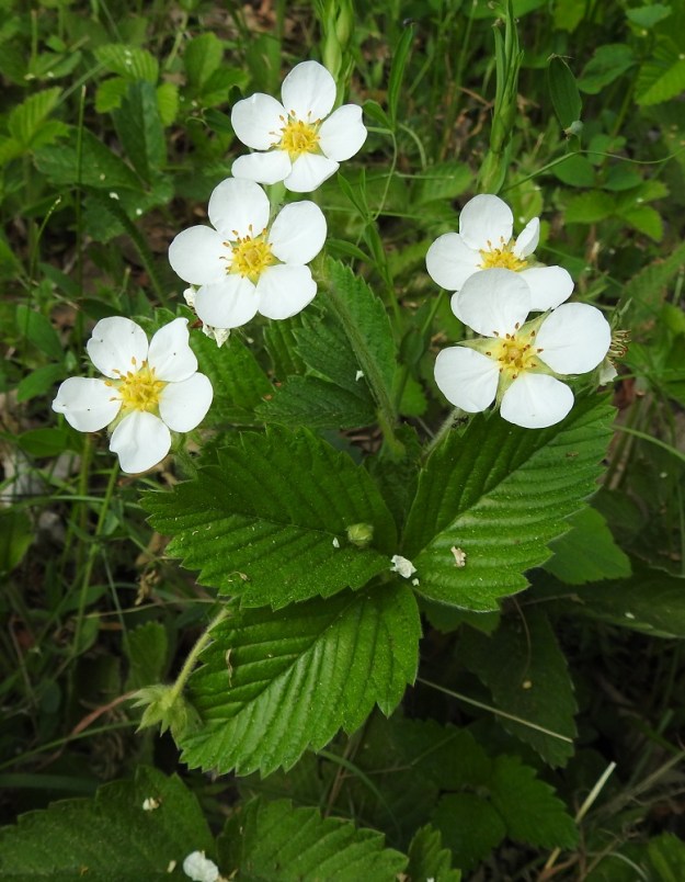 Fragaria moschata - ukkomansikka on kaksikotinen laji eli sen hede- ja emikukat ovat eri yksilöissä. Kuvassa on hedekukkainen yksilö. Terälehtiä on säteittäisesti useimmiten viisi. Toisinaan voi samassakin varressa olla kukkia, joiden terälehtimäärä onkin vain neljä, kuten kuvassa tai kuusi. EH, Hämeenlinna, Sairio, harvakseen puustoinen, ruohikkopohjainen rinnealue Rautatienkadun ja Antinkujan kulmauksessa, 29.5.2024. Copyright Hannu Kämäräinen.