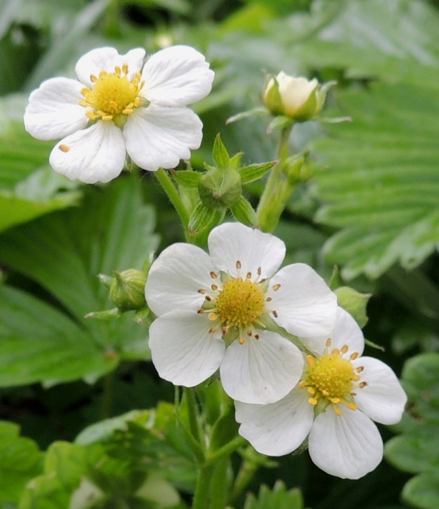 Fragaria vesca - ahomansikan teriö on valkoinen ja yleensä noin 12-18 mm leveä. Terälehtiä on useimmiten viisi ja niitten muoto voi vaihdella samassakin kukinnossa. EH, Hämeenlinna, Loimalahti, Hirsimäki, omakotialue, Näsiäntien varren omakotitalon pihamaa, 4.6.2015. Copyright Hannu Kämäräinen.