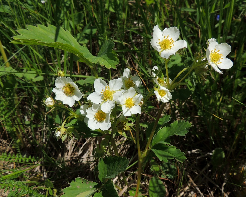 Fragaria virginiana - virginianmansikan kukinto on varren kärjessä sarjamaisena viuhkona, jossa on yleensä 5-15 kukkaa. Kukintovarsissa on alimman haaromiskohdan tyvellä ruusukelehtien lehdyköiden kaltainen mutta pienempi tukilehti, jossa on yhdestä kolmeen lehdykkää. Ylempien haarojen tyvellä on suikea tai muutamahampainen, vähän leveämpi, ruodillinen tukilehti, jonka lapa on useimmiten noin 10-20 mm pitkä. 7.6.2015. Copyright Hannu Kämäräinen.
