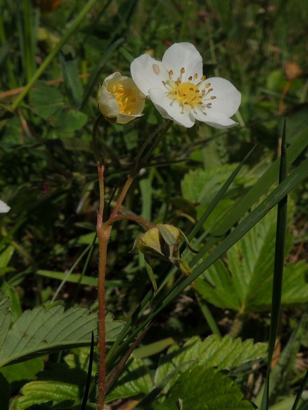 Fragaria viridis - karvamansikan varsissa on yleensä yhdestä kymmeneen kukkaa. Haarovissa kukintovarsissa alimman haaromiskohdan tyvellä oleva tukilehti on usein pieni, suikea ja ehytlaitainen sekä toisinaan ruusukelehtien yksittäisen lehdykän kaltainen mutta selvästi pienempi. Kukkaperä on tavallisesti noin 10-25 mm pitkä ja siirottava- tai myötäkarvainen. Sen tyvellä on tukilehti tai tukilehtipari, joka on lähinnä suikea ja noin 3-10 mm pitkä. Verholehdet kääntyvät, toisin kuin ahomansikalla, F. vesca, heti kukinnan jälkeen suppuun hetiön ja emiön päälle. 11.6.2014. Copyright Hannu Kämäräinen.