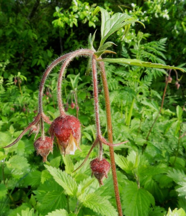 Geum rivale - ojakellukan kukinto on lähinnä haarova viuhko, jonka haaroissa on yhdestä kolmeen kukkaa. Kukintovarret ovat runsaskarvaiset. Varsien yläosat, kukintohaarat ja kukkaperät ovat myös nystykarvaisia. Kukintohaarojen tukilehdet ovat varsilehtien kaltaisia mutta pienempiä. Kukkaperän pituus vaihtelee suuresti ollen useimmiten noin 10-90 mm pitkä ja punaruskea. Sen tyvellä oleva tukilehti on lähinnä kapeanpuikea, suikea tai tasasoukka, ehytlaitainen ja karvainen sekä noin 5-20 mm pitkä ja noin 0,5-3 mm leveä. EH, Hämeenlinna, Loimalahti, Tervaniemi, Alajärven ranta uimarannan eteläpuolella, 5.6.2012. Copyright Hannu Kämäräinen.