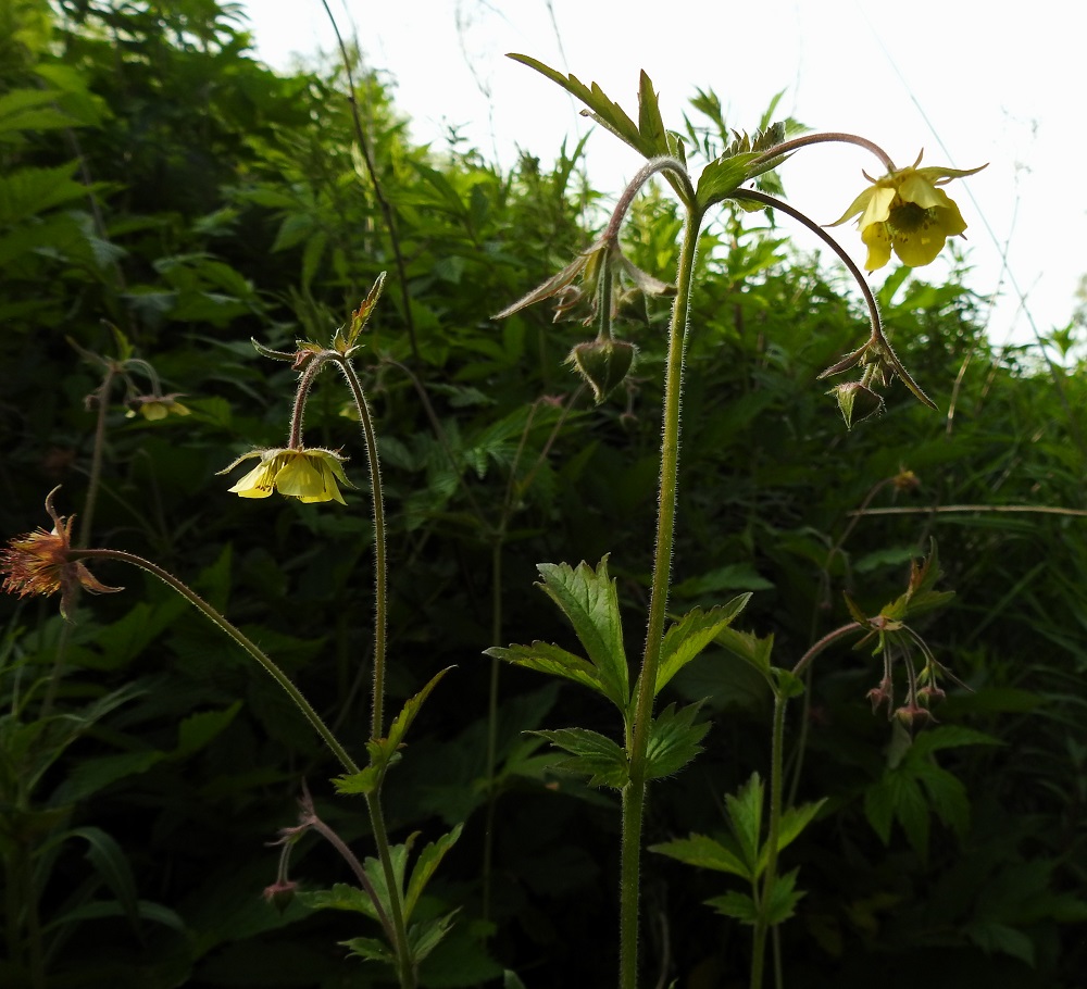 Geum rivale x urbanum - oja- ja kyläkellukan risteymän kukinto on varren ja sen haarojen latvassa lähes viuhkomaisesti. Se on ojakellukan tavoin nuokkuva. EP, Kurikka, keskusta, Muuritien ja Peltotien välissä oleva ratavalli Paulaharjuntien pohjoispuolella, vallin itäpuolen tyvi, 12.6.2019. Copyright Hannu Kämäräinen.