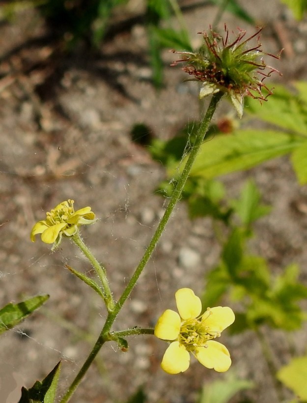 Geum urbanum - kyläkellukan kukkaperä on kukintavaiheessa yleensä noin 15-30 mm pitkä mutta pitenee hedelmävaiheessa jopa 90 mm pitkäksi. Se on vihreä ja karvainen sekä nukka- ja nystykarvainen. Tyvellä oleva tukilehti on lähinnä kapeanpuikea, suikea tai lähes tasasoukka, ehytlaitainen ja karvainen sekä noin 5-20 mm pitkä ja noin 1-3 mm leveä. Kukat ovat ulkoverhiöllisiä. Varsinaisia verholehtiä on viisi. Ne ovat vihreät, kolmiomaiset, teräväkärkiset ja tavallisesti noin 3-5 mm pitkät sekä tyveltä noin 2-2,5 mm leveät. Myös ulkoverhiön lehtiä on viisi. Kuvassa niitä ei juuri näy. Vain yksi pilkistää esiin hedelmävaiheessa olevan kukan varsinaisten verholehtien välistä. Lisäverhiön lehdet ovatkin pienet, suikeat, yleensä noin 2-2,5 mm pitkät ja noin 0,5-1 mm leveät. V, Lohja, keskustan luoteispuoli, Pitkäniemen ja Hiidensalmen välissä oleva Kiviniemi, Kiviniemenkadun laide, 7.7.2022. Copyright Hannu Kämäräinen.