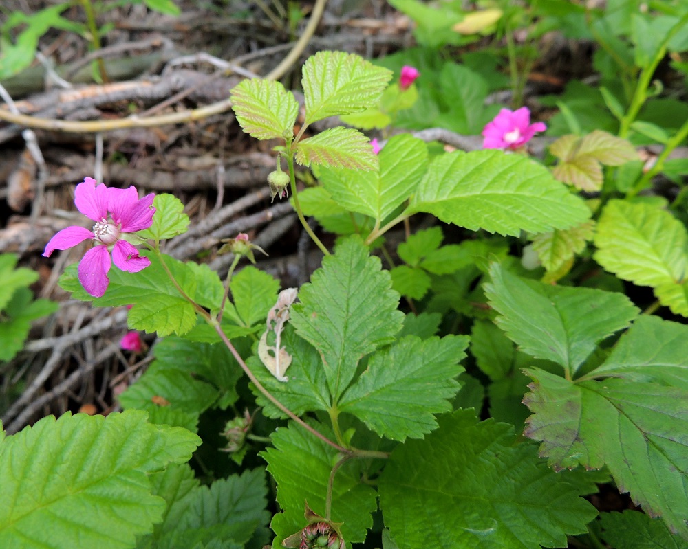 Rubus arcticus - mesimarjan varressa on lehtihankaisesti yksittäin yleensä enintään kolme kukkaa. Kukkaperä on useimmiten noin 20-40 mm pitkä. Kn, Kajaani, Vuolijoki, kirkonkylän itäpuoli, Kajaanin maantien (tie 879) varsi Otanmäen tienhaaran itäpuolella, 11.7.2015. Copyright Hannu Kämäräinen.