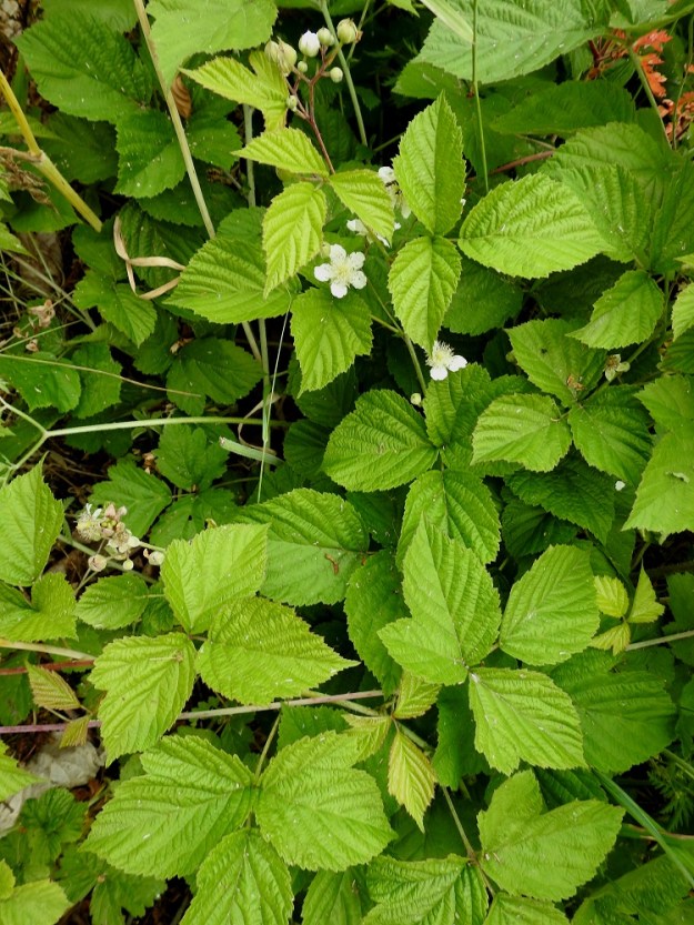 Rubus caesius - sinivatukan lehdet ovat, toisin kuin (puna)vadelmalla, R. idaeus, yleensä kolmilehdykkäiset. Lehtiruoti on useimmiten noin 3-10 cm pitkä. Kasvupaikkoina ovat lähinnä metsänreunat, pientareet, lehdesniityt, niittyjen laiteet, kivikko- ja rantalehdot sekä rantapensaikot. A, Lemland, Nåtö, biologisen aseman päärakennuksen pohjoispuolinen, kallioinen, lehdesniitty, luonnonsuojelualue, 11.7.2022. Copyright Hannu Kämäräinen.