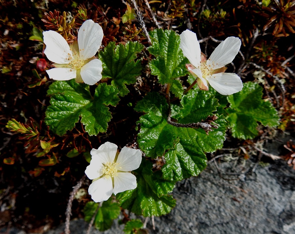 Rubus chamaemorus - muuraimen kukinta alkaa Etelä-Suomessa usein jo toukokuun loppupuolella, mutta Lapin tunturiolosuhteissa sen voi tavata täydessä kukassa vielä heinäkuun alkupuolellakin. EnL, Enontekiö, Kilpisjärvi, Mallan luonnonpuisto, Iso-Mallan ja Pikku-Mallan välinen tunturimaa, Mallajärven eteläpuoliset Mallalammit, lammen ranta, 600 m mpy, 9.7.2018. Copyright Hannu Kämäräinen.
