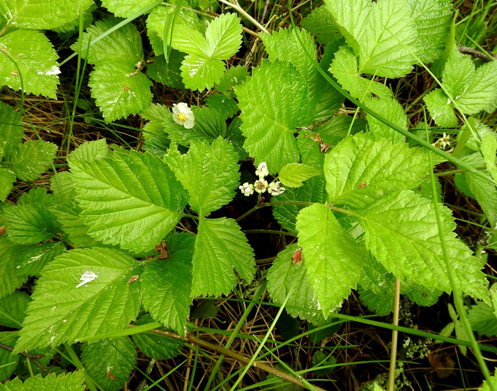 Rubus saxatilis - (euroopan)lillukan kukinnot ovat lehtihankaisesti varren latvassa. Toisinaan kukintoja on myös alempien lehtien hangoissa. Kuvan ylälaidassa näkyy myös ahomansikan, Fragaria vesca, kukka ja lehti. EH, Hämeenlinna, Voutila, Myllyoja, Sammontien varren, metsikön laita, 9.6.2020. Copyright Hannu Kämäräinen.