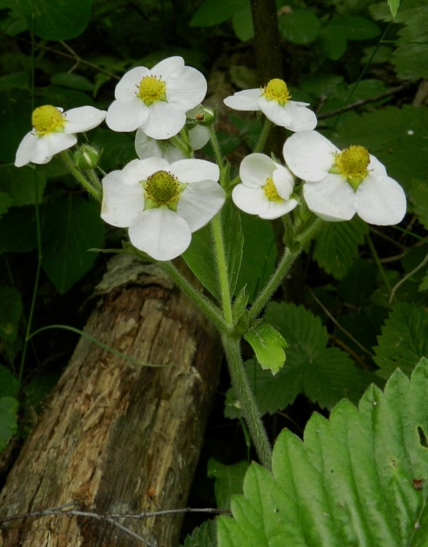 Fragaria moschata - ukkomansikan kukinto on varren kärjessä sarjamaisena viuhkona, jossa on yleensä 5-15 kukkaa. Varret, latvan kukintohaarat ja kukkaperät ovat sivulle tai alaviistoon siirottaen karvaiset. Kuvassa on emikukkainen yksilö. EH, Hämeenlinna, Luhtiala, Aulangon-Heikkilän tien varsi Aulangonjärven pohjoispään kohdalla, tieltä nouseva metsikkörinne, 23.6.2012. Copyright Hannu Kämäräinen.