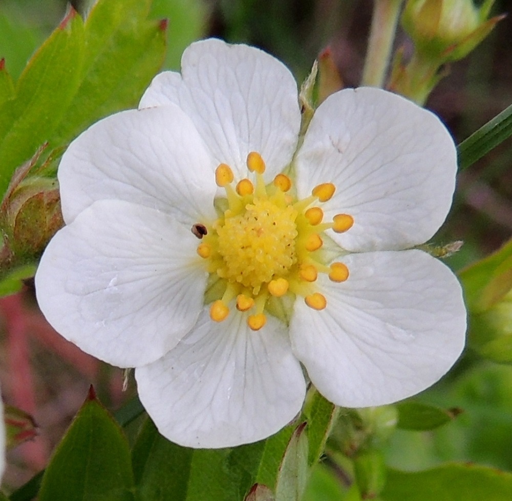 Fragaria vesca - ahomansikan teriössä voi olla toisinaan kuusikin terälehteä. Terälehdet ovat lähinnä pyöreähköt tai leveän vastapuikeat, pyöreähköpäiset ja jyrkästi kapeaksi tyveksi suippenevat. Kärkiosa voi olla aivan ehytlaitainen. Terälehdet ovat tavallisesti hieman lomittaiset tai ainakin koskettavat toisiaan. Pituutta niillä on useimmiten noin 4-7,5 mm ja leveyttä leveimmältä kohtaa noin 4-7 mm. EH, Hämeenlinna, Loimalahti, Hirsimäki, omakotialue, Näsiäntien varren ketomainen pihamaakaista, 4.6.2015. Copyright Hannu Kämäräinen.