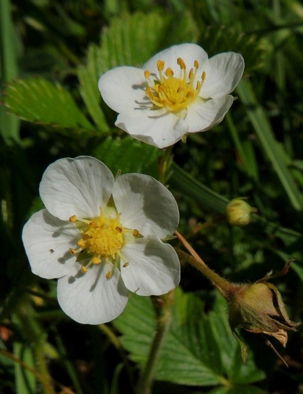 Fragaria viridis - karvamansikan teriö on valkoinen ja yleensä noin 15-23 mm leveä. Terälehtiä on useimmiten viisi. Ahomansikan teriö on keskimäärin pienempi, tavallisesti noin 12-18 mm leveä. 11.6.2014. Copyright Hannu Kämäräinen.