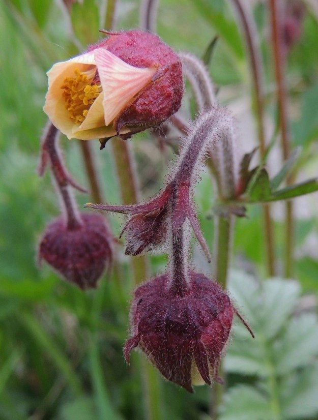 Geum rivale - ojakellukan teriö on yleensä noin 10-15 mm leveä ja pysyy koko kukinnan ajan kapean kellomaisena. Pystyjä terälehtiä on useimmiten viisi. Ne ovat leveäpäisen vastapuikeat ja pitkäksi, kapeaksi tyviosaksi eli kynneksi suippenevat. Kärki on lähes suora tai hieman kaareva. Väriltään terälehdet ovat yleisimmin hyvin vaaleanpunaiset (nimimuunnos rusko-ojakellukka). Itsepölytyksen välttämiseksi heteet ja emit kehittyvät lähes aina eri aikaan, ja molempia on paljon. Heteiden palhot ovat valkoiset ja noin 5-8 mm pitkät. Ponnet ovat keltaiset ja noin 1 mm pitkät. A, Jomala, Ramsholm, luonnonsuojelualue, pohjoisosan rantaniitty, 29.5.2013. Copyright Hannu Kämäräinen.