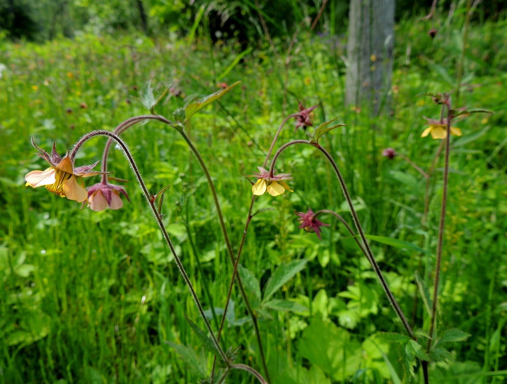 Geum rivale x urbanum - oja- ja kyläkellukan risteymän teriö on valtaosin keltainen. Samassakin kasvustossa se voi kuitenkin toisinaan olla kuvan tavoin punertavankeltainen tai vaaleanpunertava. 9.6.2014. Copyright Hannu Kämäräinen.