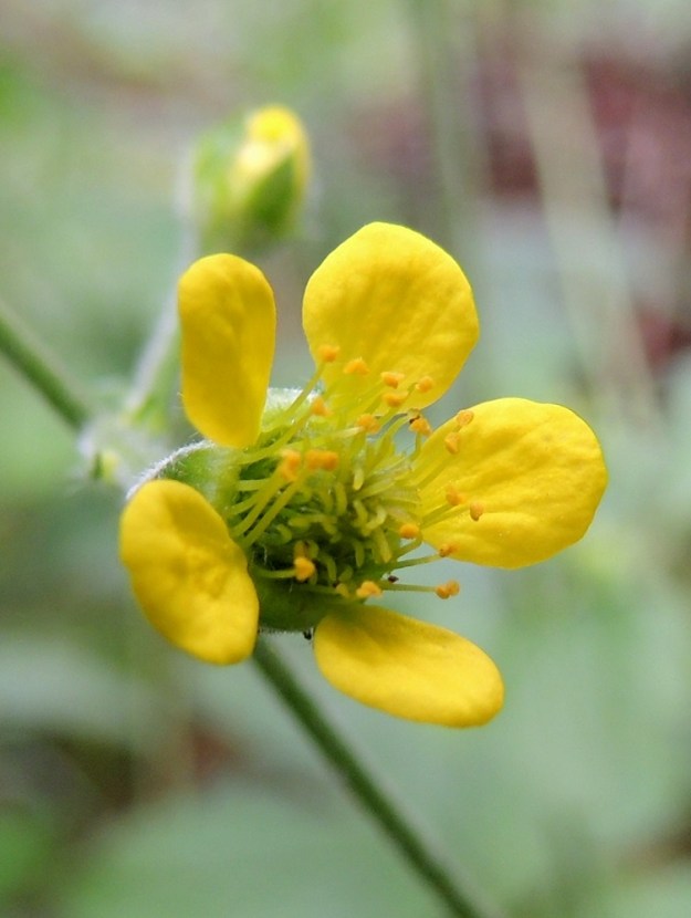 Geum urbanum - kyläkellukan teriö on keltainen, säteittäinen ja yleensä noin 10-16 mm leveä. Terälehtiä on useimmiten viisi. Verholehdet ovat jo kukintavaiheessa alaskäänteiset eli kääntyneet teriöstä poispäin. U, Helsinki, Torpparinmäki, asuinalueen keskellä oleva kallioinen metsäalue, länsilaita, 8.7.2013. Copyright Hannu Kämäräinen.