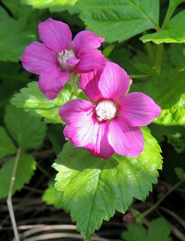 Rubus arcticus - mesimarjan teriö on punainen, joskus harvoin myös valkoinen ja yleensä noin 15-25 mm leveä. Kn, Kajaani, Vuolijoki, kirkonkylän itäpuoli, Kajaanin maantien (tie 879) varsi Otanmäen tienhaaran itäpuolella, 11.7.2015. Copyright Hannu Kämäräinen.