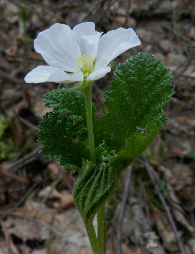 Rubus chamaemorus - muuraimen varren yläosassa on kaksi ruodillista lehteä. Lehtilavan molemmat puolet ovat vihreät, ja yläpinta on kaljuhko sekä alapinta karvainen ja nystykarvainen. Varren kärjessä on lehtihankaisesti yksi kukka. Kukkaperä on yleensä noin 20-40 mm pitkä, lyhytkarvainen ja nystykarvainen. 1.6.2012.Copyright Hannu Kämäräinen.