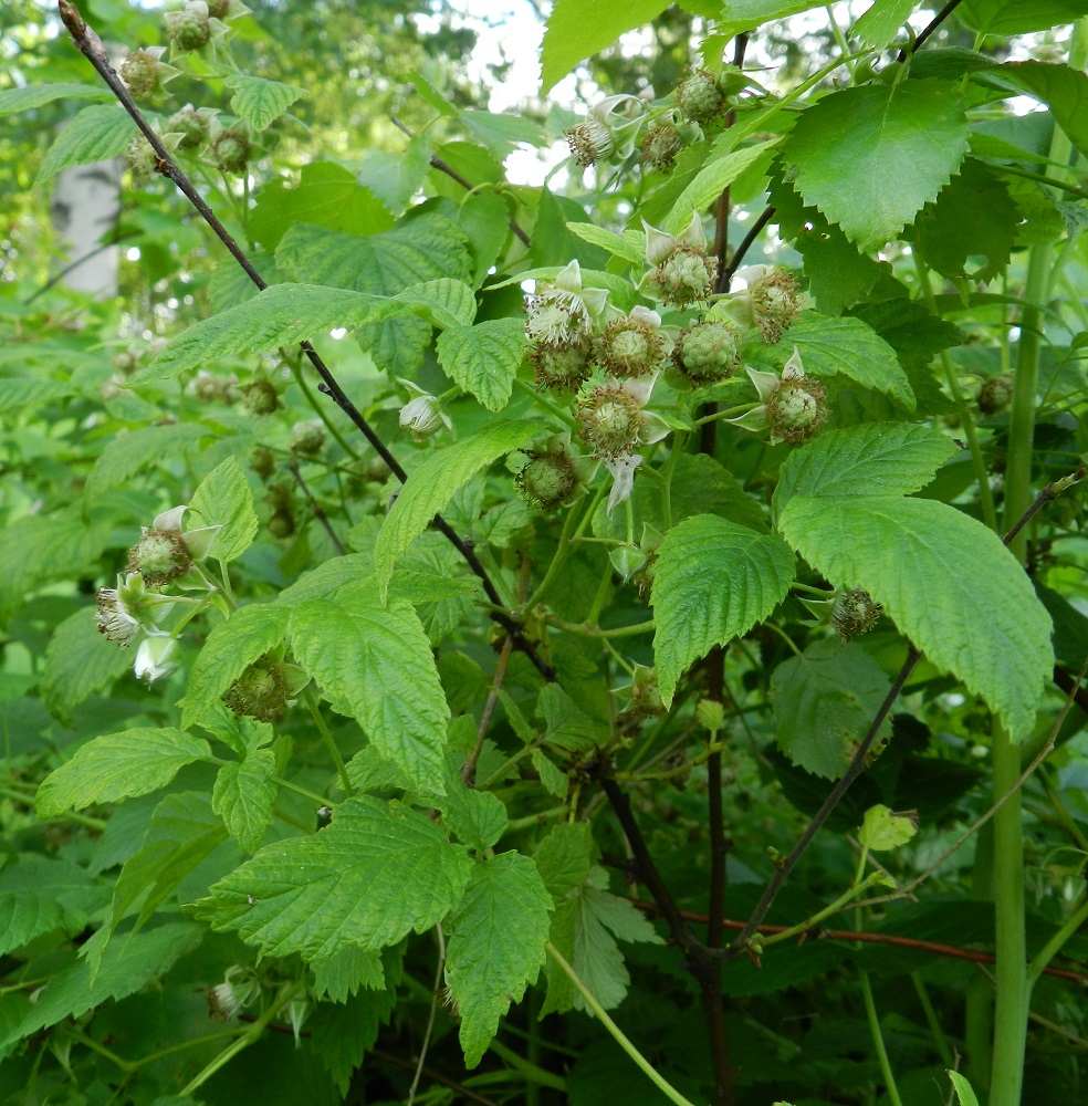 Rubus idaeus - (puna)vadelman kukinto on lehtihankainen, terttumainen huiskilo, jonka kukat ovat siirottavat tai nuokkuvat. Kukinta-aika on melko pitkä. Uusia kukkia avautuu samaan aikaan, kun toiset kukat ovat jo kehittymässä marjoiksi. EH, Hämeenlinna, Keinusaari, Varikonniemen laitametsikkö radan varressa, 29.6.2012. Copyright Hannu Kämäräinen.