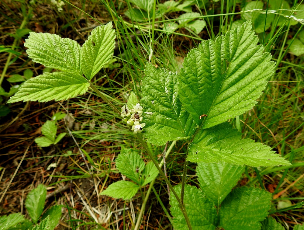 Rubus saxatilis - (euroopan)lillukan kukinto näyttää vähän kauempaa katsoen, myös kameran kuvaamana, kokonaan valkoiselta. Lehtilapa on kolmilehdykkäinen, ja lehtiruoti on yleensä noin 4-8 cm pitkä. EH, Hämeenlinna, Voutila, Myllyoja, Sammontien varren, metsikön laita, 9.6.2020. Copyright Hannu Kämäräinen.