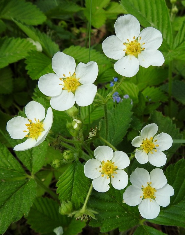 Fragaria moschata - ukkomansikan teriö on valkoinen ja yleensä noin 20-30 mm leveä. Yksilön hedekukkaisuus (kuvassa) tai emikukkaisuus ei näytä vaikuttavan teriön leveyteen. EH, Hämeenlinna, Sairio, harvakseen puustoinen, ruohikkopohjainen rinnealue Rautatienkadun ja Antinkujan kulmauksessa, 29.5.2024. Copyright Hannu Kämäräinen.