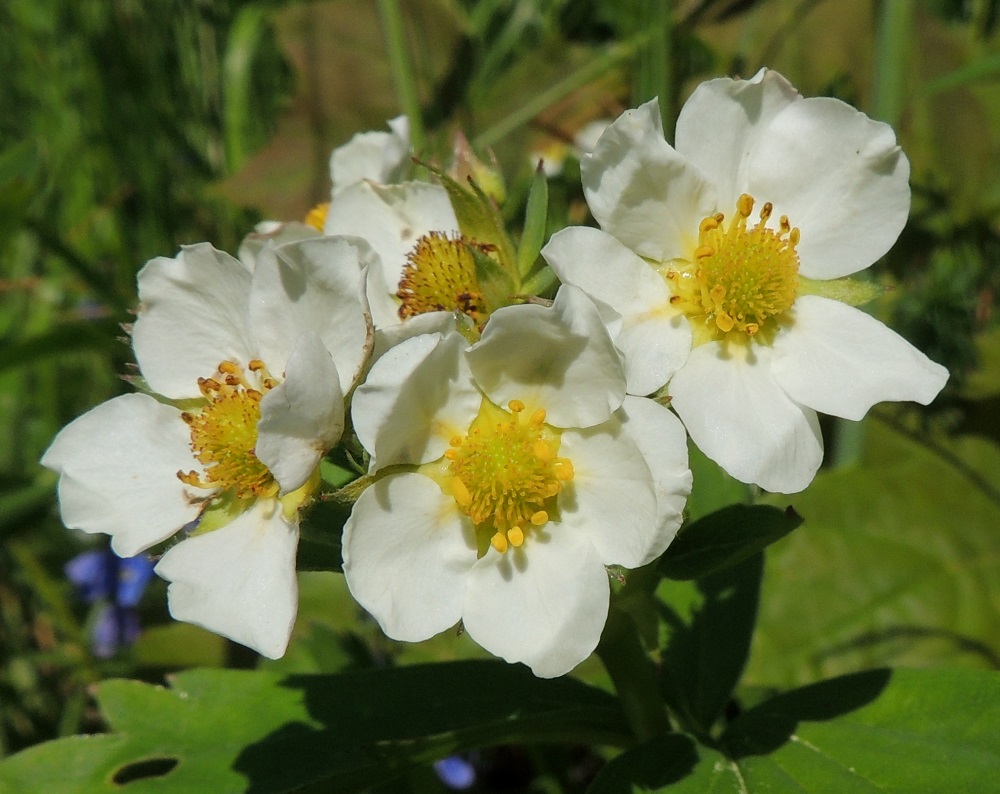 Fragaria virginiana - virginianmansikan kukassa on useimmiten viisi terälehteä. Joskus niitä voi olla kuusikin, kuten kuvan kukkaryhmän oikean laidan teriössä. Terälehdet ovat lähinnä pyöreähköt tai leveän vastapuikeat, pyöreähkö- ja ehytpäiset sekä jyrkästi kapeaksi tyveksi suippenevat. Terälehdet ovat erilliset, toisiaan koskettavat tai hieman lomittaiset. Pituutta niillä on useimmiten noin 7-14 mm ja leveyttä leveimmältä kohtaa noin 6-12 mm. 7.6.2015. Copyright Hannu Kämäräinen.