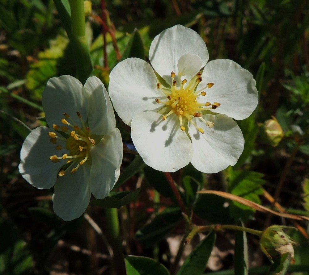 Fragaria viridis - karvamansikan terälehdet ovat lähinnä leveän vastapuikeat, pyöreähköpäiset ja jyrkästi kapeaksi tyveksi suippenevat. Kärkiosa on ehytlaitainen. Terälehdet viisiterälehtisessä kukassa ovat rinnakkaiset koskettamatta toisiaan tai voivat olla hieman limittäisetkin. Pituutta niillä on useimmiten noin 8-10 mm ja leveyttä leveimmältä kohtaa noin 6,5-8,5 mm. Kuvassa oikealla olevassa teriössä on kuudeskin, muita huomattavasti pienempi ja sisäkkäinen terälehti. 11.6.2014. Copyright Hannu Kämäräinen.