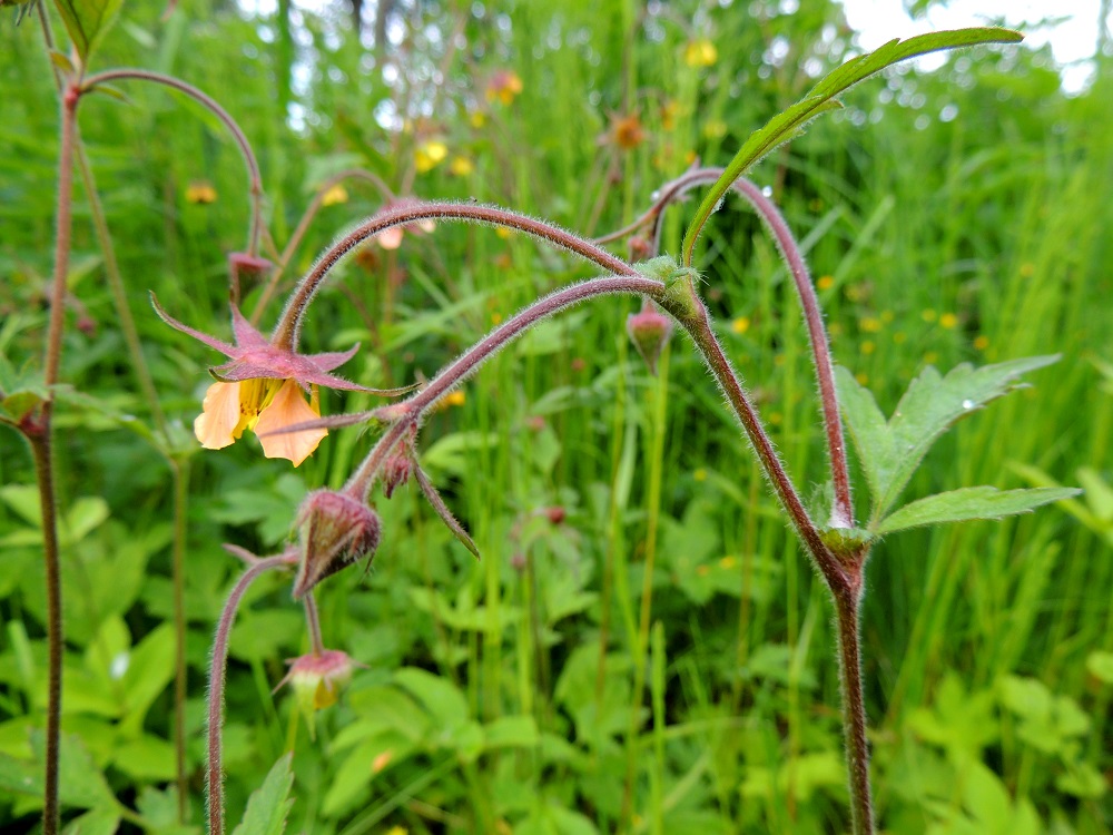 Geum rivale x urbanum - oja- ja kyläkellukan risteymän kukintohaarat ovat lehtihankaiset. Kukkaperän pituus vaihtelee kukintavaiheessa paljon ollen noin 10-70 mm pitkä eli enemmän ojakellukan kuin kyläkellukan pituusluokkaa. Perä pitenee jonkin verran vielä kukinnan jälkeen. Kukintohaarat ja kukkaperät ovat vihertävät, vihreänruskeat tai usein punaruskeat, kuten kuvassa. Tyvellä olevan tukilehden malli vaihtelee puikean lehdykkämäisestä, liuskaisesta ja hampaisesta suikean ehytlaitaiseen. Samalla myös koko vaihtelee suuresti. 9.6.2014. Copyright Hannu Kämäräinen.