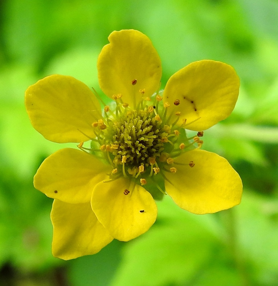Geum urbanum - kyläkellukan terälehdet ovat lähinnä soikeat tai pyöreämuotoisen vastapuikeat ja jyrkästi kapeaksi, lyhyeksi tyviosaksi eli kynneksi suippenevat. Pituutta niillä on tavallisesti noin 4-7 mm ja leveyttä leveimmältä kohtaa noin 2,5-3,5 mm. Kuvan kukassa on tavallisuudesta poiketen kuusi normaalia terälehteä ja yksi selvästi muita kookkaampi terälehti. Heteitä ja emejä on paljon. Heteiden palhot ovat keltaiset tai vihertävänkeltaiset ja noin 2-4 mm pitkät. Ponnet ovat keltaiset ja noin 0,5 mm pitkät. Emin vartalot ovat kukintavaiheessa kellertävän vaaleat sekä noin 1-3 mm pitkät. Niiden päässä on lyhyt ja noin vartalon paksuinen luotti. A, Finström, Bastö, koilliskulma, Ekudden, tammi- ja saarnivaltainen niemi, 10.6.2024. Copyright Hannu Kämäräinen.