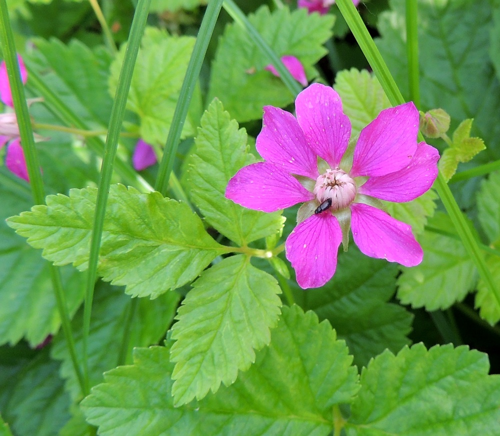 Rubus arcticus - mesimarjan teriössä on säteittäisesti useimmiten seitsemän terälehteä. Ne ovat lähinnä vastapuikeat, soikeat tai leveänsoikeat, pyöreähköpäiset ja kapeatyviset. Kn, Kajaani, Vuolijoki, kirkonkylän itäpuoli, Kajaanin maantien (tie 879) varsi Otanmäen tienhaaran itäpuolella, 11.7.2015. Copyright Hannu Kämäräinen.