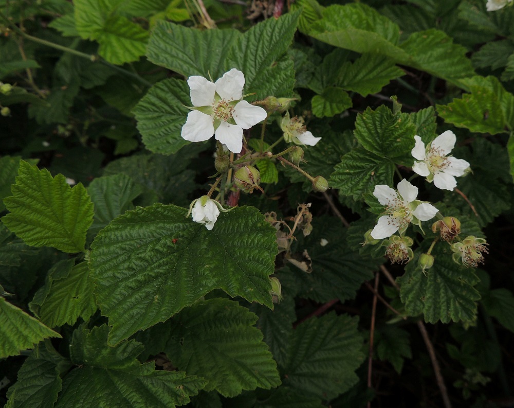 Rubus caesius - sinivatukan varsien yläosassa on tavanomaisten, kolmilehdykkäisten lehtien lisäksi myös yksilehdykkäisiä, ehyitä, yksi- tai kaksiliuskaisia tai epämuotoisia lehtiä. A, Lemland, Styrsön ja Maarianhaminan rajan välinen pikkusaarten ryhmä, Tunngrund, jonka Järsön maantie ylittää, rantapensaikon laita, 13.6.2014. Copyright Hannu Kämäräinen.