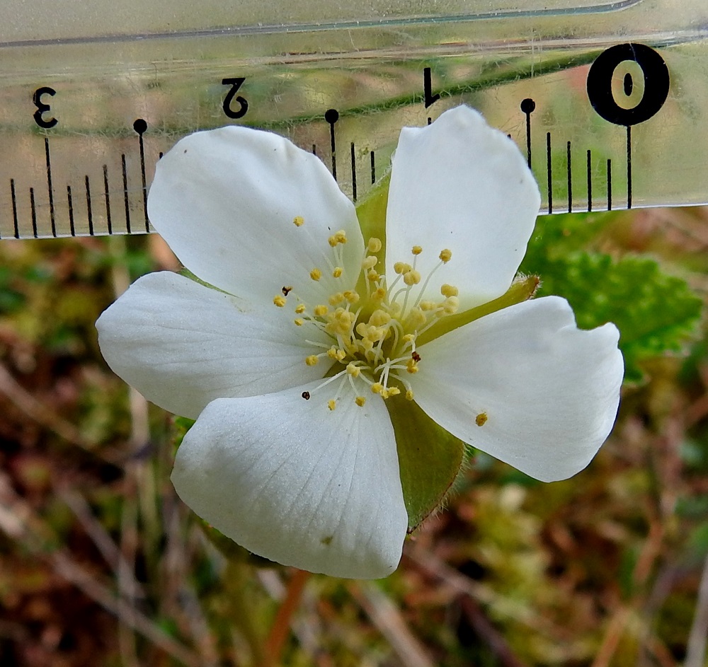 Rubus chamaemorus - muuraimen teriö on valkoinen ja yleensä noin 20-30 mm leveä. Hedekukassa emiö jää heikosti kehittyneeksi, eikä emin vartaloita yleensä edes näy. Heteitä on paljon. Niiden palhot ovat valkoiset ja noin 3-7 mm pitkät. Ponnet ovat keltaiset, noin 0,4-0,5 mm pitkät, hieman pituuttaan leveämmät ja kuihtuvat siitepölyn luovuttamisen jälkeen ruskeiksi. 1.6.2022.Copyright Hannu Kämäräinen.