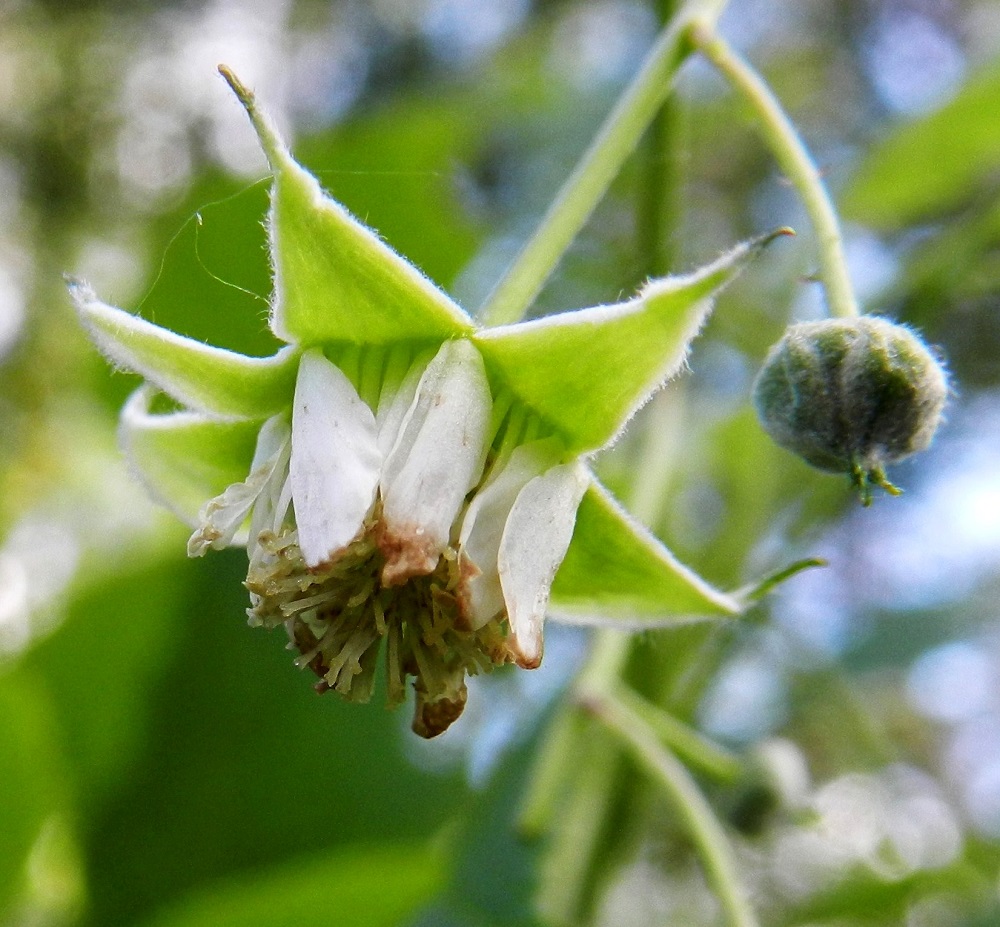 Rubus idaeus - (puna)vadelman kukka on teriötä pitempien verholehtien mukaan yleensä noin 15-25 mm leveä. Valkoisia terälehtiä on useimmiten viisi, mutta joskus niitä voi olla enemmänkin. Ne eivät suuntaudu sivulle, vaan ovat pystyt ja aika huomaamattomat. Malliltaan ne ovat lähinnä kapeansoikeat, suippotyviset ja pyöreäkärkiset. Pituutta niillä on tavallisesti noin 5-7 mm ja leveyttä leveimmältä kohtaa noin 2-2,5 mm. EH, Hämeenlinna, Keinusaari, Varikonniemen laitametsikkö radan varressa, 29.6.2012. Copyright Hannu Kämäräinen.