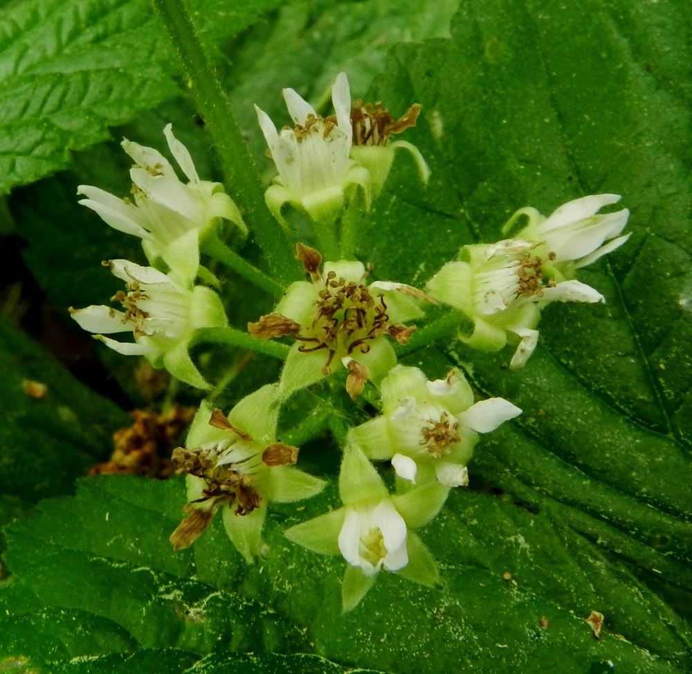 Rubus saxatilis - (euroopan)lillukan kukinto on sarjamainen huiskilo, jossa on yleensä noin kolmesta viiteentoista kukkaa. Läheltä katsoen kukkien valkoisuus rajoittuu vain terälehtiin ja heteiden palhoihin. Heteitä on paljon, ja niiden palhot ovat sisään päin kiertyneet ja noin 1,5-3 mm pitkät. Ponnet ovat aluksi keltaiset, sitten kellanruskeat ja noin 0,4-0,5 mm pitkät. Emejä on useita, ja niiden lyhyt vartalo luotteineen jää kokonaan piiloon heteiden alle. EH, Hämeenlinna, Vuorentaka, Rääpiälä, Marssitien ja Nukarin tilalle vievän tien kulmauksessa olevalla peltoalueella sijaitseva, pieni metsikkösaareke, 11.6.2012. Copyright Hannu Kämäräinen.