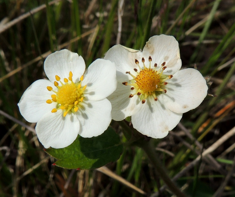 Fragaria vesca - ahomansikan kukassa on yleensä noin 15-20 hedettä. Niiden palhot ovat valkoiset ja noin 1-2 mm pitkät. Ponnet ovat keltaiset, noin 0,8-1 mm pitkät ja kuihtuvat siitepölyn luovuttamisen jälkeen ruskeiksi. Emejä on paljon, ja niiden vartalot ovat keltaiset sekä luotit lyhyet ja hieman vartaloa leveämmät. Vartalo luotteineen on noin 1 mm pitkä. U, Hanko, Tvärminne, Tvärminneöhön vievän J. A. Palménintien laitakallio Byviken-lahden pohjukan länsipuolella, 30.5.2015. Copyright Hannu Kämäräinen.