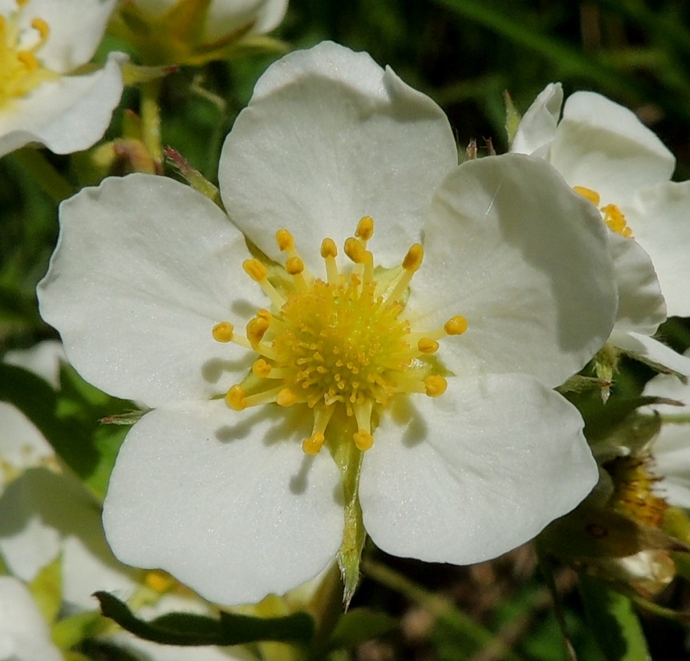 Fragaria virginiana - virginianmansikan yksikotisessa kukassa on yleensä noin 15-20 hedettä. Palhot ovat valkoiset tai kellanvalkoiset ja noin 2-4 mm pitkät. Ponnet ovat keltaiset ja noin 1 mm pitkät. Emejä on paljon, ja niiden vartalot ovat keltaiset sekä luotit lyhyet ja hieman vartaloa leveämmät. Vartalo luotteineen on noin 1 mm pitkä. 7.6.2015. Copyright Hannu Kämäräinen.