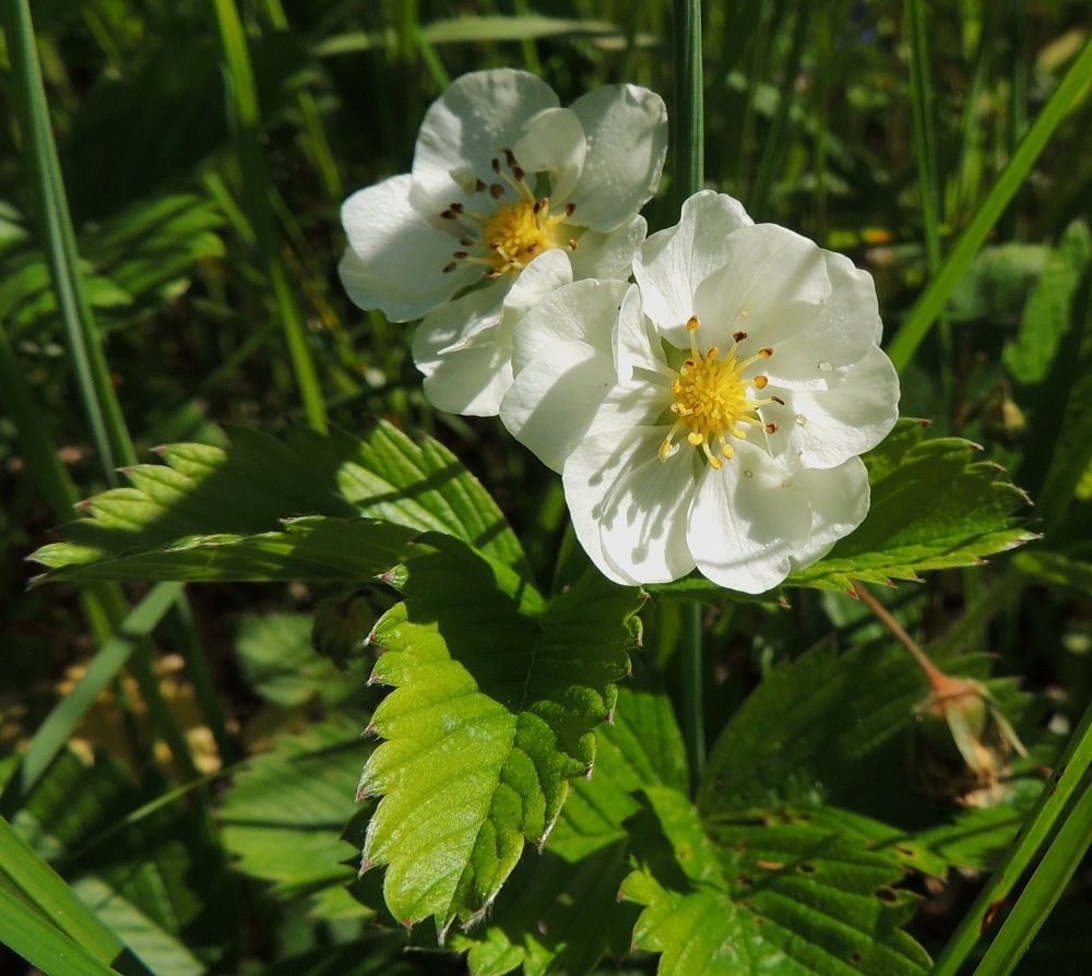 Fragaria viridis - karvamansikan teriö voi toisinaan "villiintyä" ja tuottaa huomattavastikin viittä suuremman määrän terälehtiä jopa kolmessa kerroksessa. Oikealla olevassa kukassa on peräti 13 terälehteä. 11.6.2014. Copyright Hannu Kämäräinen.