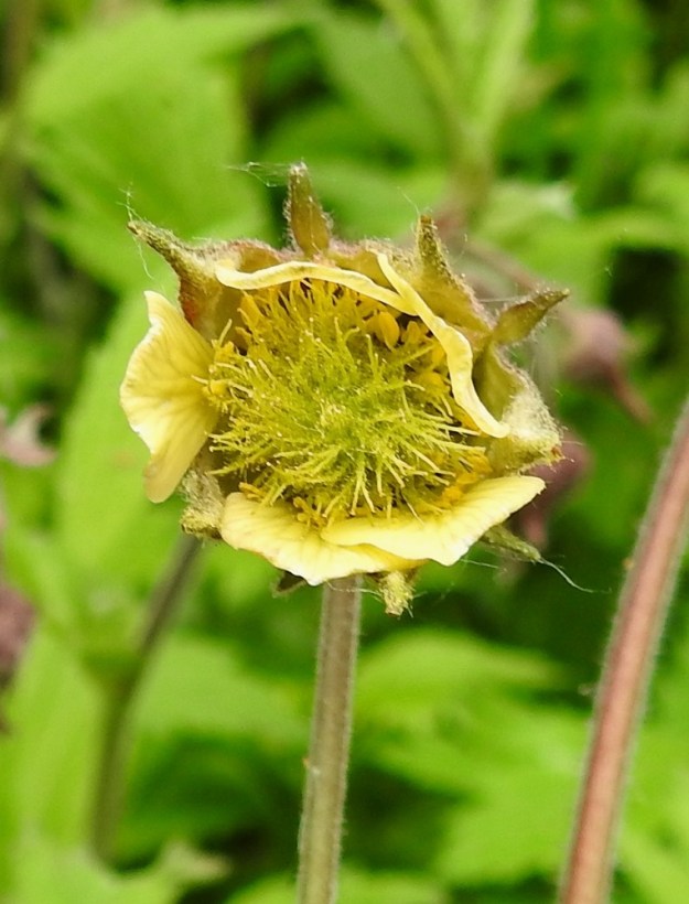 Geum rivale - ojakellukasta on kuvattu omaksi muunnoksekseen keltaojakellukka, var. subalpinum, jonka teriö on nimensä mukaisesti keltainen. Muunnoksen sanotaan kasvavan Skandinavian pohjoisosassa. Tämä tieto lienee liian rajaava, koska kuvan kaltaisia, selvästi keltateriöisiä ojakellukoita tapaa myös Etelä-Suomesta. Myös tämän kuvasarjan ensimmäinen, laajempi kasvustokuva edustaa keltateriöistä tyyppiä. EH, Hämeenlinna, Loimalahti, Kuokkamaa, Ali-Raakkulantieltä Sammontien päähän vievän kevyenliikenteenväylän ja metsikön laita, 4.6.2019. Copyright Hannu Kämäräinen.